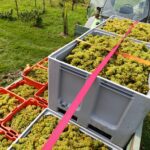 Weinlese 2025 img 20250913 wa0004