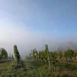 Weinlese 2025 pxl 20250921 061130102.mp