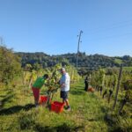 Weinlese 2025 pxl 20250921 075634548.mp