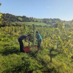 Weinlese 2025 pxl 20250921 075726089.mp