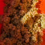 Weinlese 2025 pxl 20250921 080811081.mp