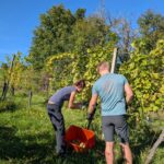 Weinlese 2025 pxl 20250921 082557832.mp