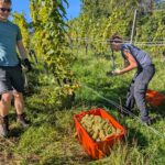 Weinlese 2025 pxl 20250921 083212603.mp