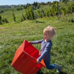 Weinlese 2025 pxl 20250921 090727401